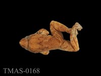 藏品(福建大頭蛙)的圖片